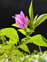 Obraz premium Close-Up of Purple Bougainvillea Flower at Night