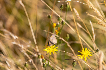 Ringlet butterfly on yellow wildflower, Germany, Augsburg