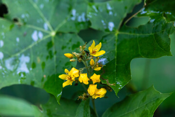Yellow loosestrife flowers and green leaves, Germany, Augsburg, 21 July 2025