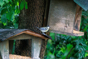 Great tit on wooden bird feeder, Germany, Augsburg, 21 July 2025