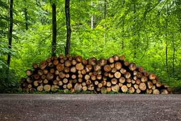 Stack of cut logs in forest, Germany, Augsburg, 21 July 2025