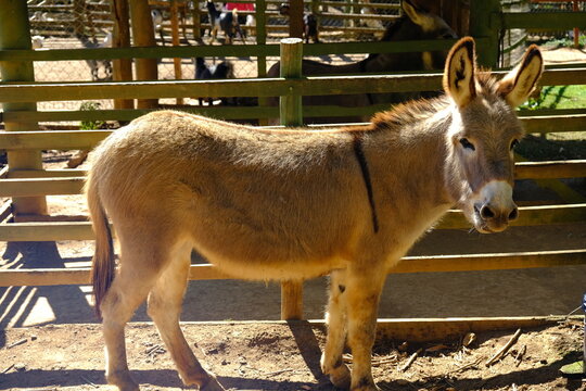 Jumento marrom em curral de madeira / Brown donkey in wooden pen