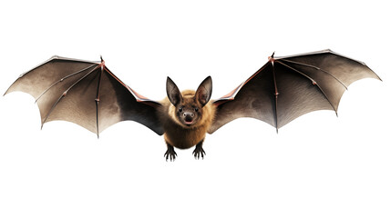 Detailed bat illustration, perfect for spooky Halloween designs, educational materials, and wildlife projects, showcasing a unique creature in flight