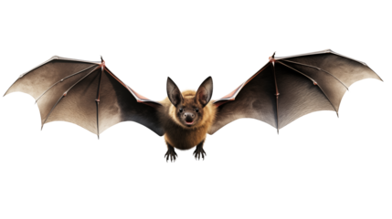 Detailed bat illustration, perfect for spooky Halloween designs, educational materials, and wildlife projects, showcasing a unique creature in flight