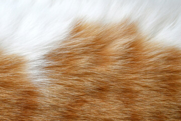 Cat fur texture background. Ginger and white cat fur texture.