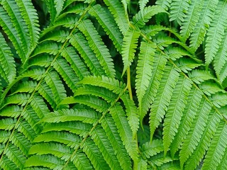fern leaf background