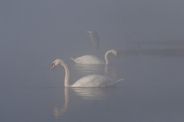 łabędzie z czaplą w tle