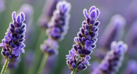 Close-up of lavender blossoms adorned with morning dew, showcasing vibrant purple hues and delicate details. A tranquil scene of natural beauty.