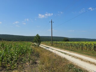 A road with plants on the side