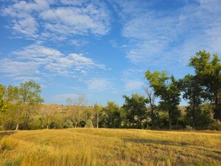 A field with trees and grass