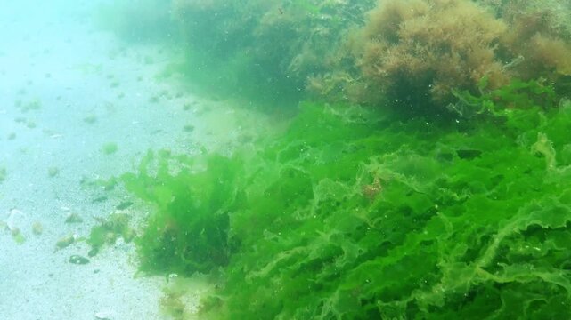 The seabed in the Black Sea, hermit crabs Diogenes pugilator running on the sand and stones covered with green algae