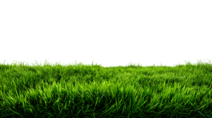 Lush green grass blades with bright sunlight and shadows