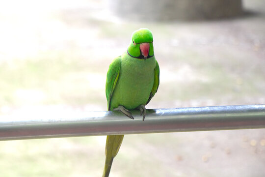 A close view of green parrot