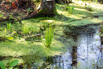 A forest swamp landscape on a summer day.