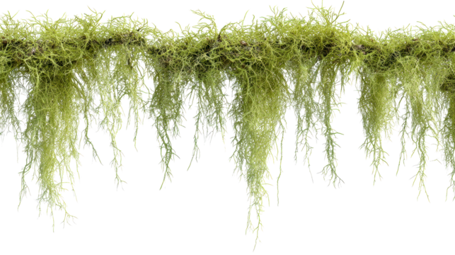 Hanging Spanish Moss adorns a branch against a pure white void