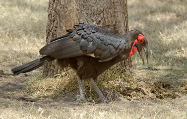 bucorve du Sud, grand calao terrestre, bucorvus leadbeateri, Southern Ground Hornbill, Afrique de l'Est