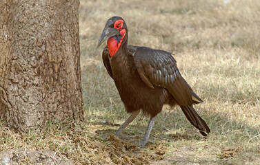 bucorve du Sud, grand calao terrestre, bucorvus leadbeateri, Southern Ground Hornbill, Afrique de l'Est
