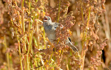 moineau domestique, Passer domesticus, House Sparrow, Chenopodium quinoa, variete Temuko, Riz des Incas, Quinoa