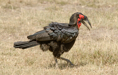 bucorve du Sud, grand calao terrestre, bucorvus leadbeateri, Southern Ground Hornbill, Afrique de l'Est