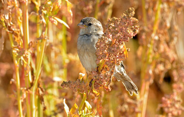 moineau domestique, Passer domesticus, House Sparrow, Chenopodium quinoa, variete Temuko, Riz des Incas, Quinoa