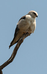 Elanion blanc, Elanus caeruleus, Black winged Kite