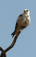 Elanion blanc, Elanus caeruleus, Black winged Kite