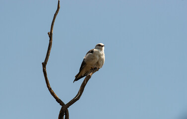 Elanion blanc, Elanus caeruleus, Black winged Kite