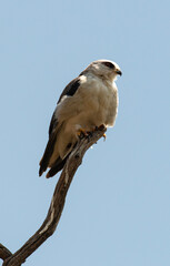 Elanion blanc, Elanus caeruleus, Black winged Kite