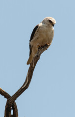 Elanion blanc, Elanus caeruleus, Black winged Kite