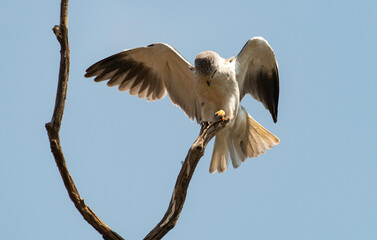 Elanion blanc, Elanus caeruleus, Black winged Kite