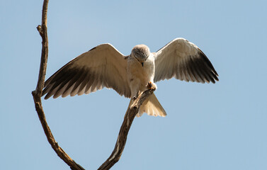 Elanion blanc, Elanus caeruleus, Black winged Kite