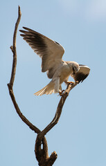 Elanion blanc, Elanus caeruleus, Black winged Kite