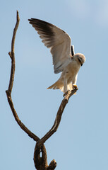 Elanion blanc, 
Elanus caeruleus, Black winged Kite
