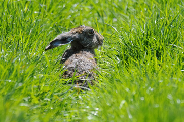 Lièvre d’Europe, Lepus europaeus,