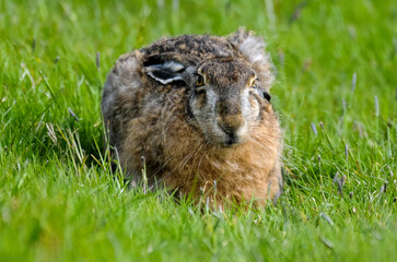 Lièvre d’Europe, Lepus europaeus,