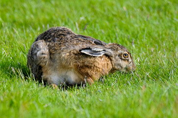 Lièvre d’Europe, Lepus europaeus,