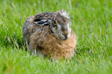 Lièvre d’Europe, Lepus europaeus,