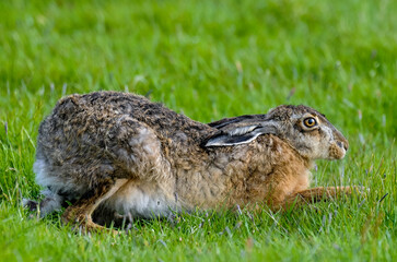 Lièvre d’Europe, Lepus europaeus,