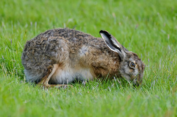 Lièvre d’Europe, Lepus europaeus,