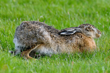 Lièvre d’Europe, Lepus europaeus,