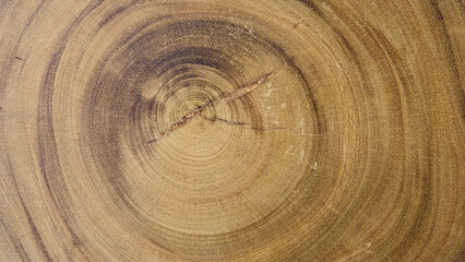 Naklejka premium Wood cross section revealing intricate natural grain and rich earthy tones. Pattern forms prominent elliptical shapes resembling eyes surrounded swirling concentric rings that tell story tree's growth