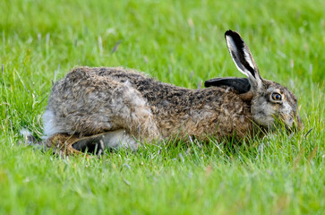 Lièvre d’Europe, Lepus europaeus,