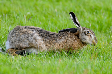 Lièvre d’Europe, Lepus europaeus,