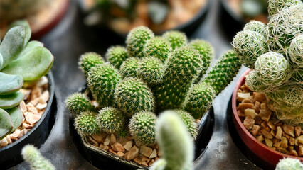 Vibrant close-up cluster of small, green cacti. The cacti have a cylindrical or oval shape and are...