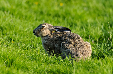Lièvre d’Europe, Lepus europaeus,