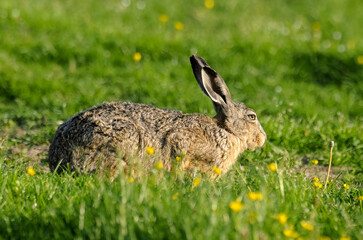 Lièvre d’Europe, Lepus europaeus,