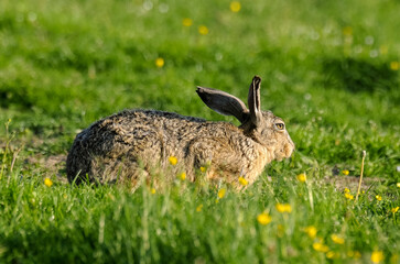 Lièvre d’Europe, Lepus europaeus,