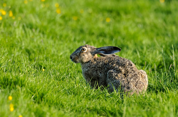 Lièvre d’Europe, Lepus europaeus,