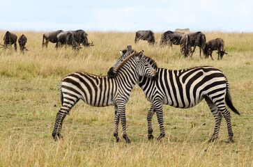 Zèbre de Burchell,Equus burchelli, Equus quagga, gnou à queue noire, connochaetes taurinus, Afrique de l'Est