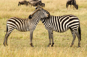 Zèbre de Burchell,Equus burchelli, Equus quagga, gnou à queue noire, connochaetes taurinus, Afrique de l'Est